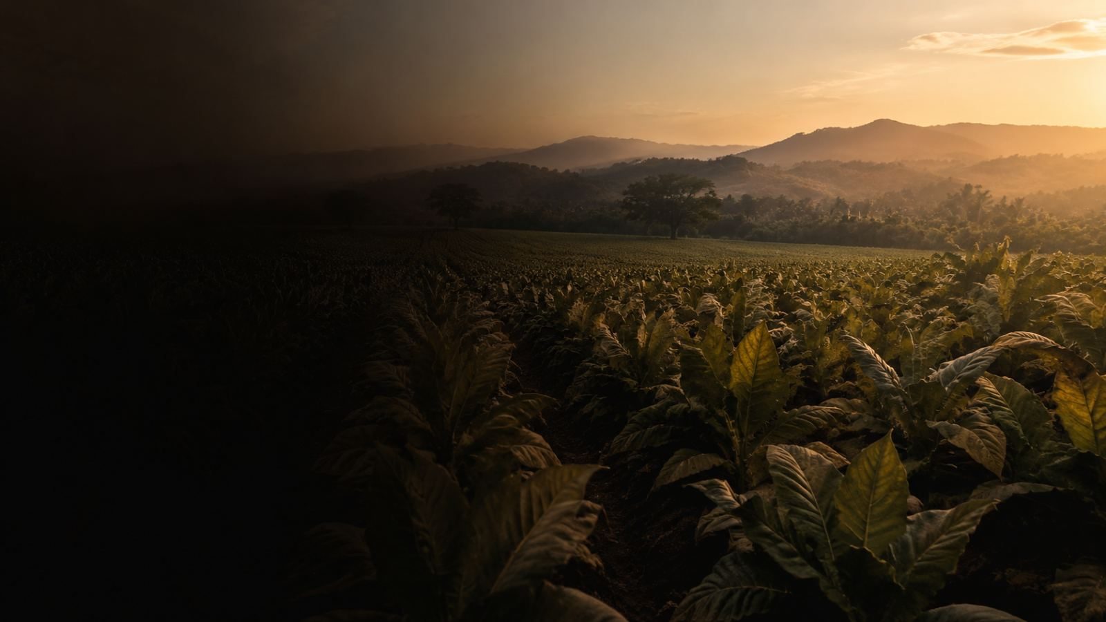 Tobacco field at dusk beside an open curing barn in El Seibo