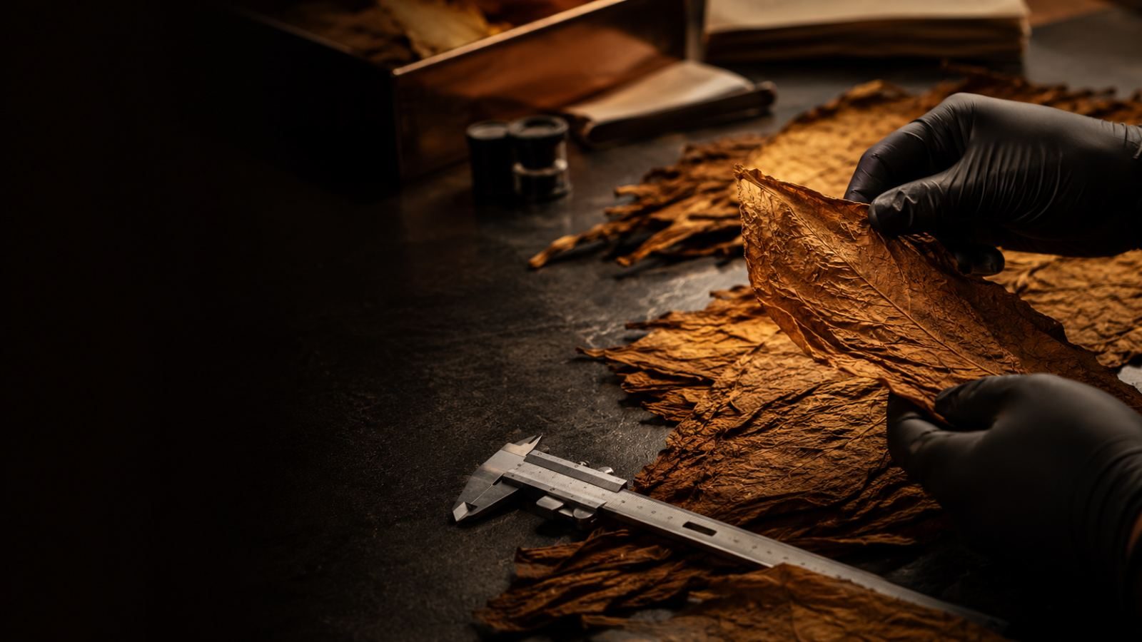 Cured leaf measured with calipers during inspection